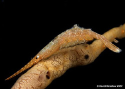 Landscape Study of a Saw Blade Shrimp with eggs (Egg Crat... by David Henshaw 
